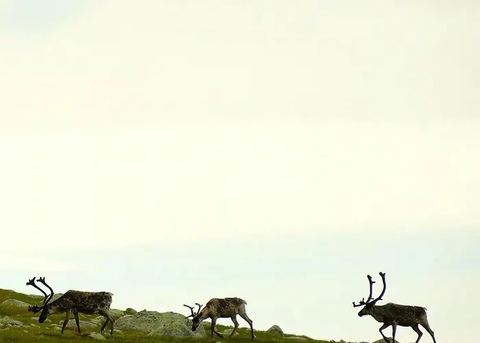 Mountain With Stunning Views, Sauna & Дом отдыха *